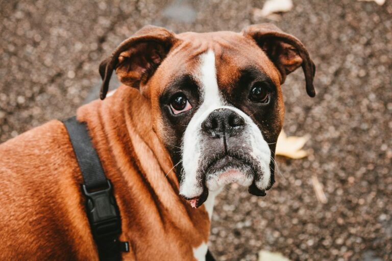 harnas voor een Boxer
