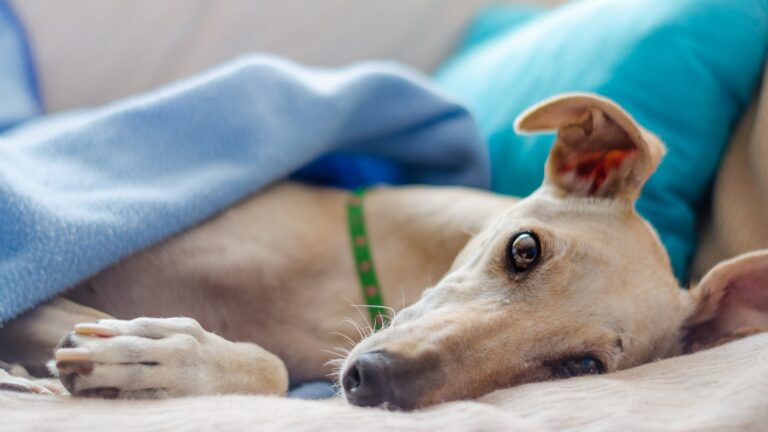 hondenbench Greyhound