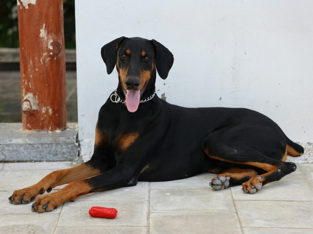 hondenbench voor Dobermann