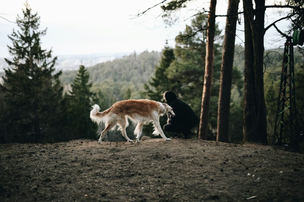 hondenjas voor Borzoi