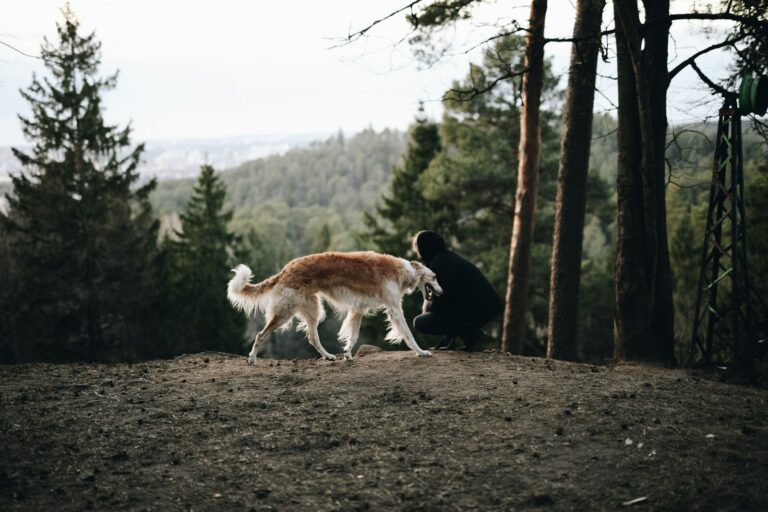 hondenjas voor Borzoi