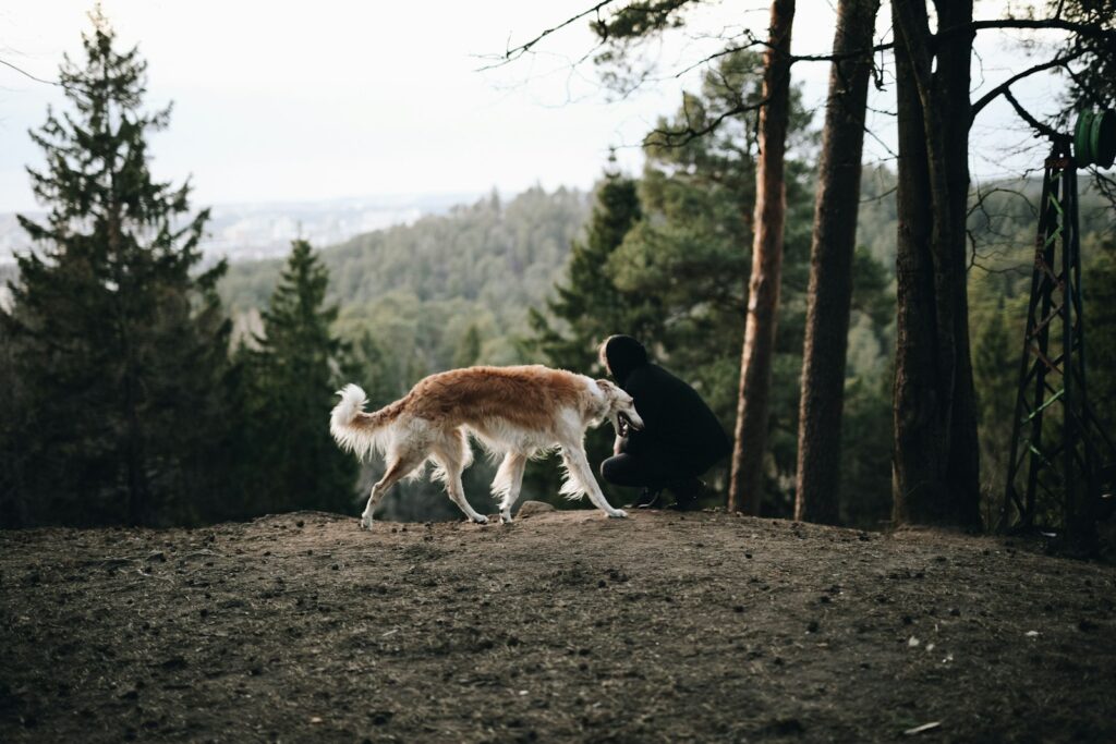 Beste hondenmand voor een Borzoi