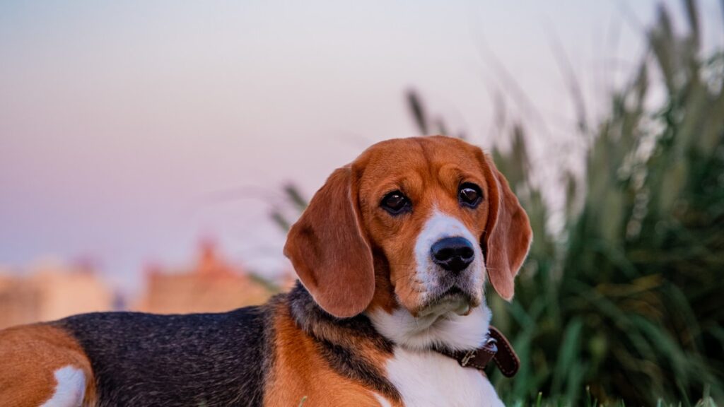 hondenschoentjes Beagle