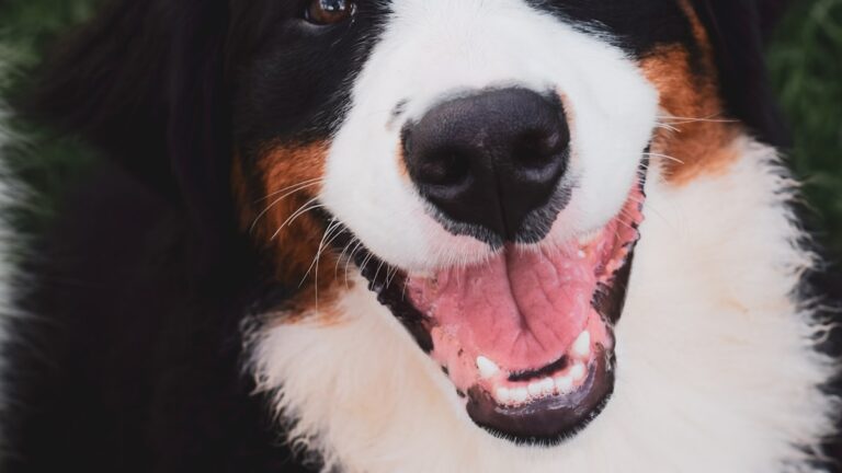 hondenschoentjes Berner Sennenhond