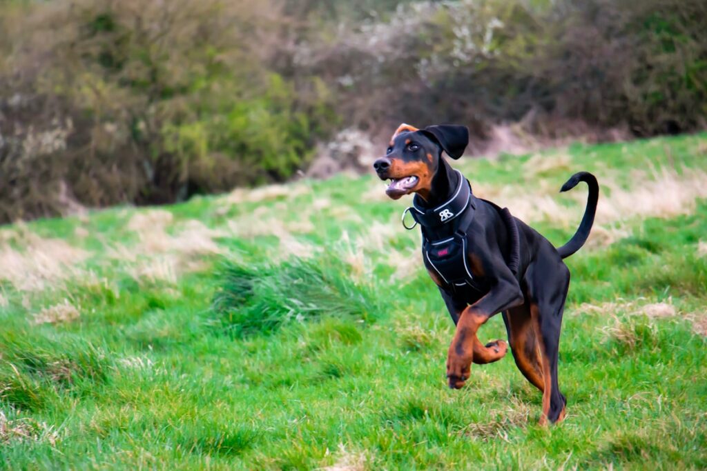 hondenschoentjes voor Dobermann