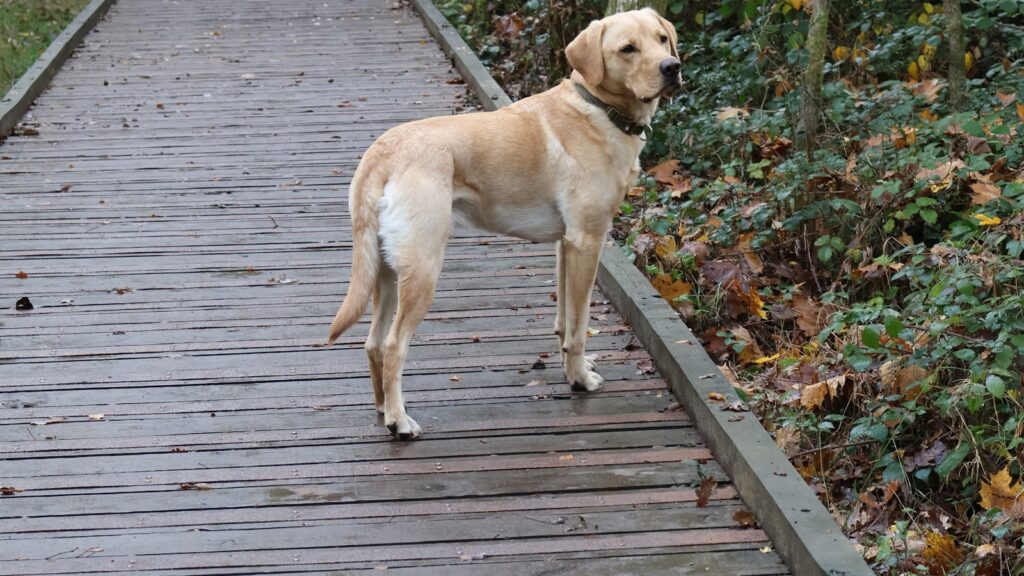 hondenschoentjes Labrador Retriever