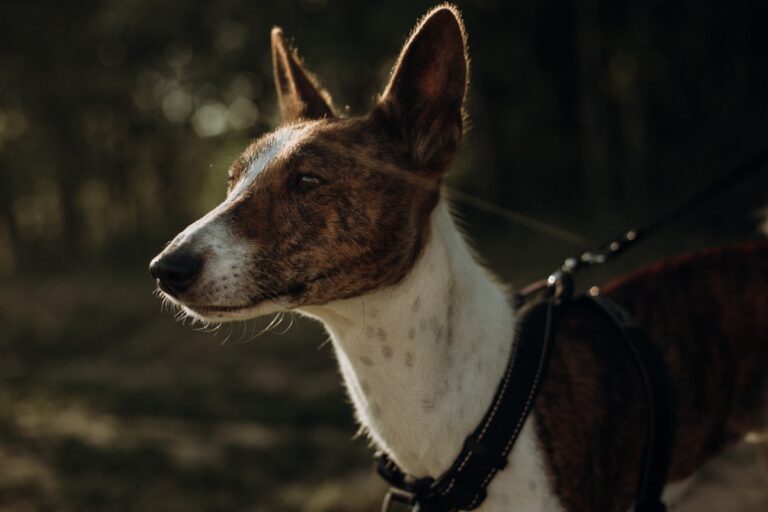hondentrui voor een Basenji