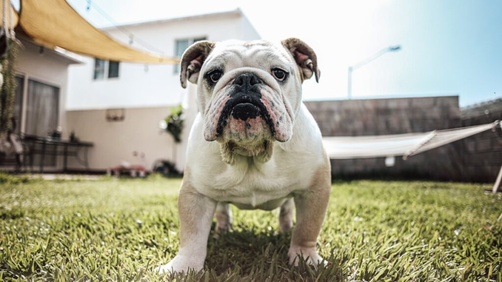 hondentrui Engelse Bulldog