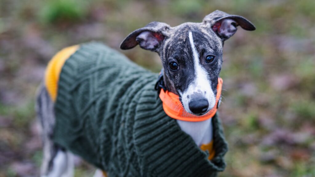 hondentrui Whippet