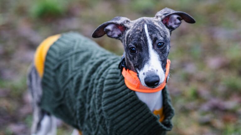 hondentrui Whippet