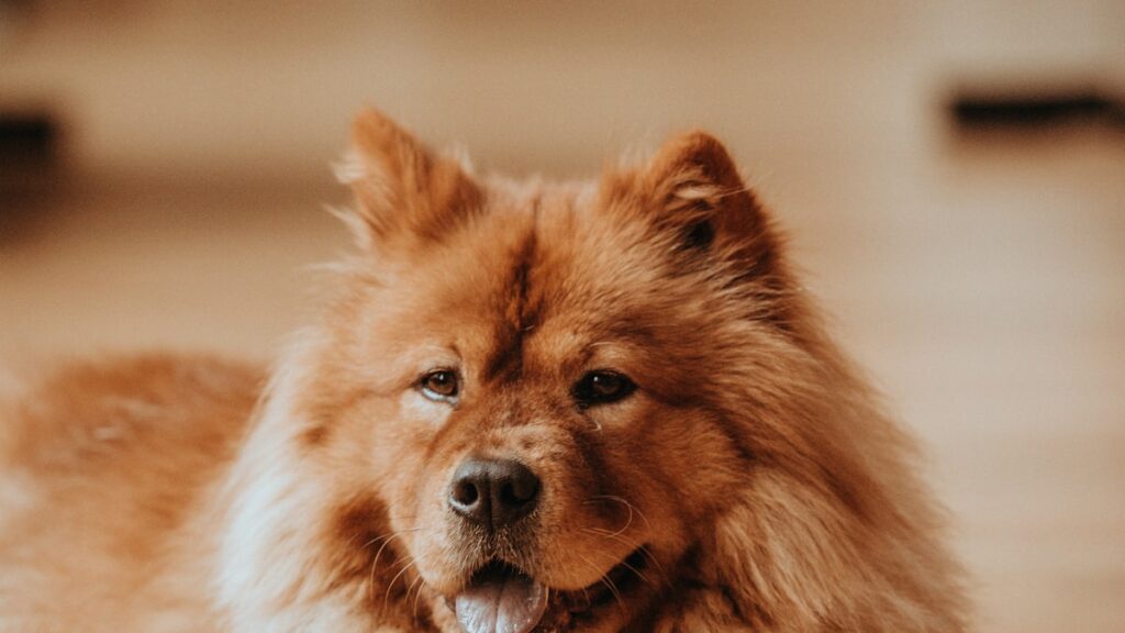 kauwspeelgoed Chow Chow