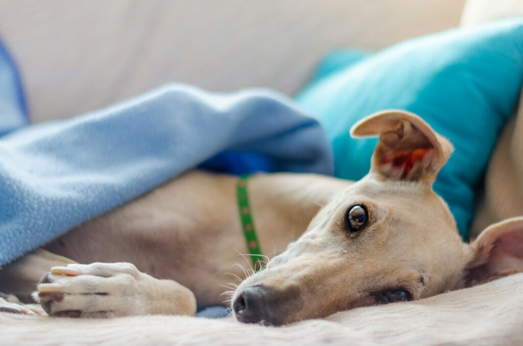 kauwspeelgoed Greyhound