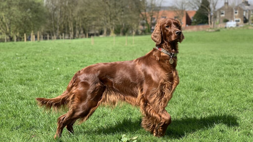 kauwspeelgoed Ierse Setter