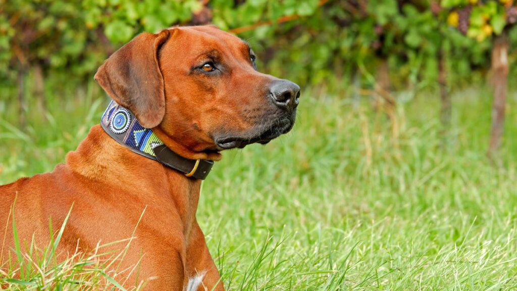 kauwspeelgoed Rhodesian Ridgeback