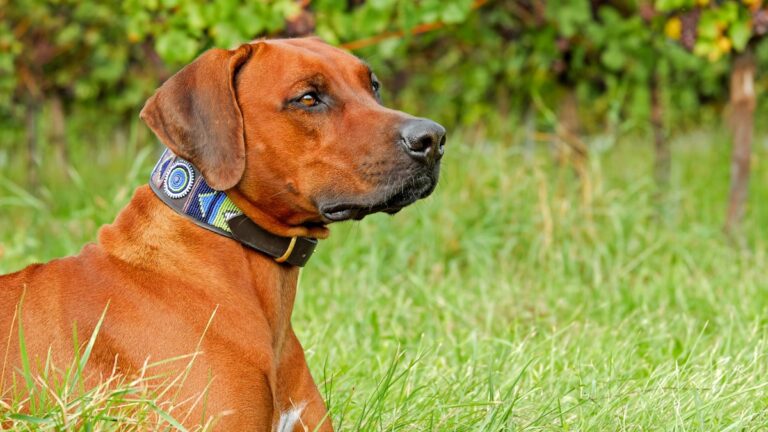 kauwspeelgoed Rhodesian Ridgeback
