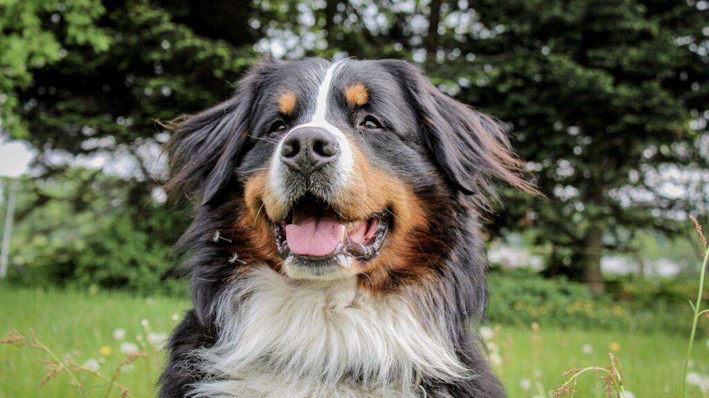 kong speelgoed Berner Sennenhond