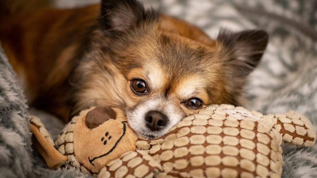 Kong speelgoed Chihuahua