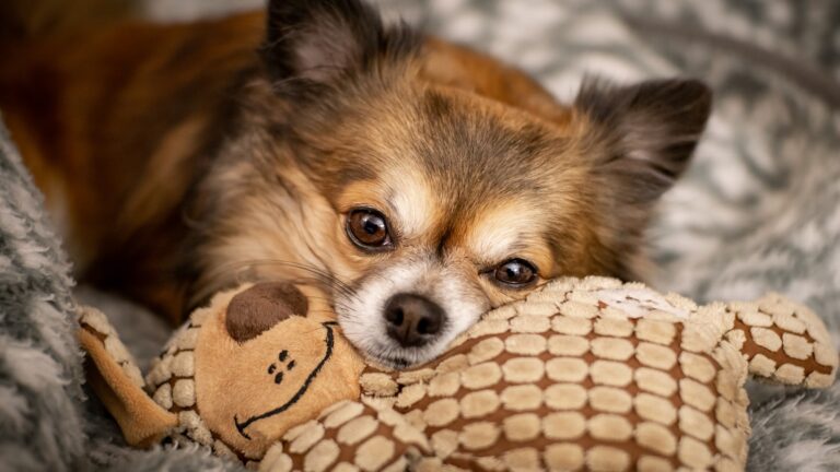 Kong speelgoed Chihuahua