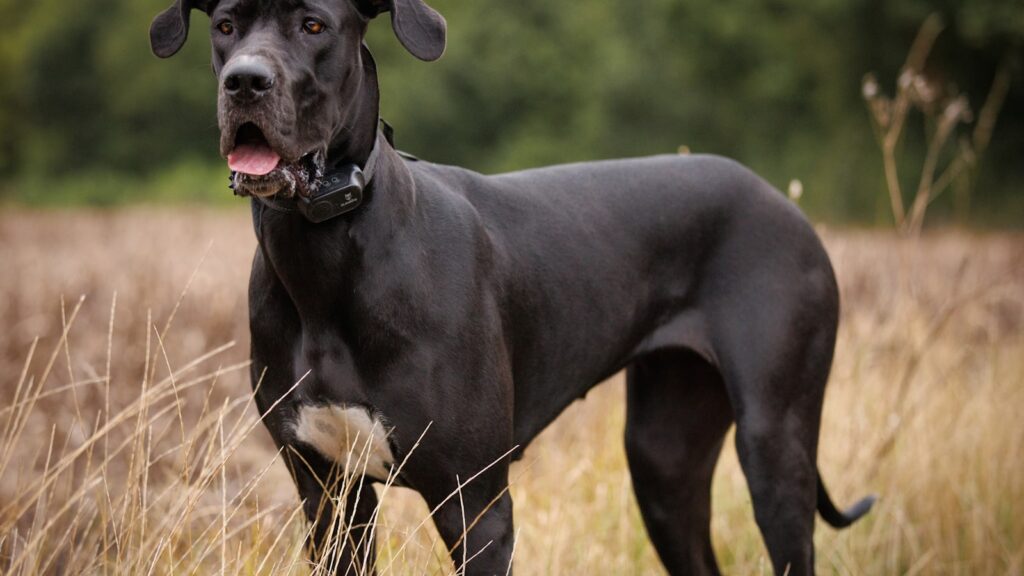Kong speelgoed Deense Dog