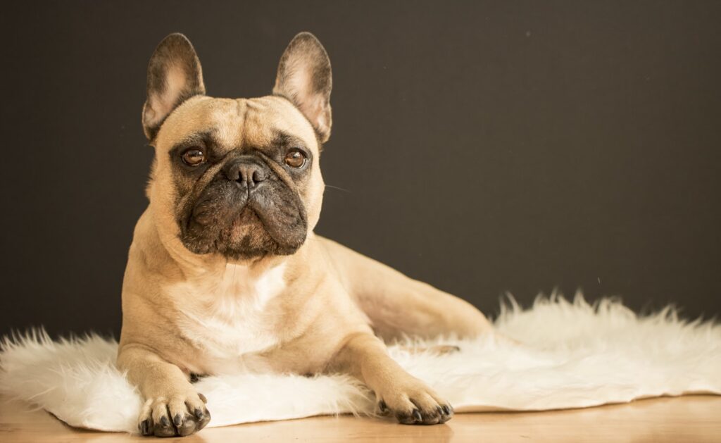 kong speelgoed Franse Bulldog