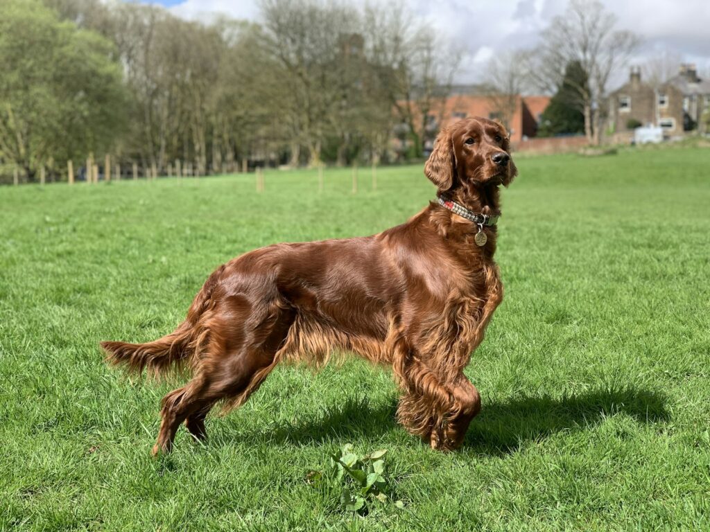Beste kong speelgoed voor een Ierse Setter