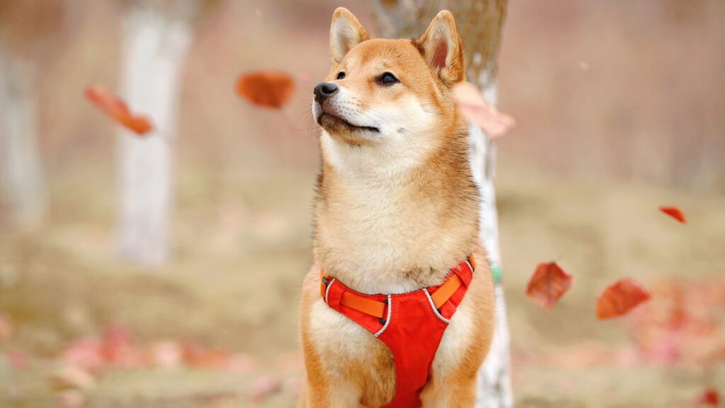 kong speelgoed shiba inu