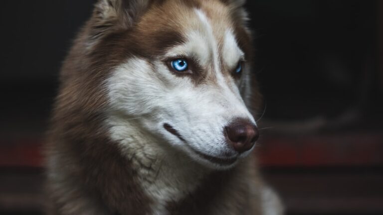 Kong speelgoed Siberische Husky