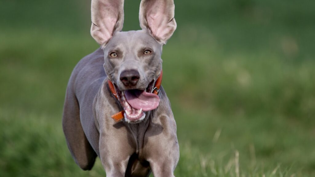 kong speelgoed Weimaraner