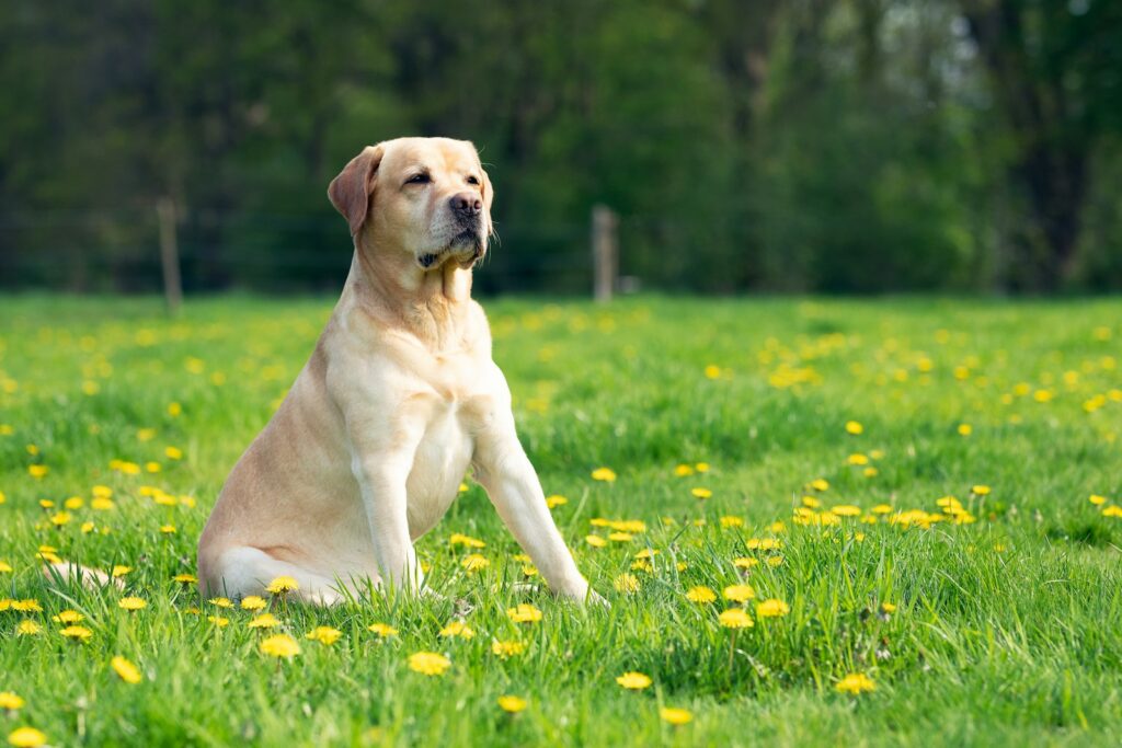 Labrador Retriever kong speelgoed