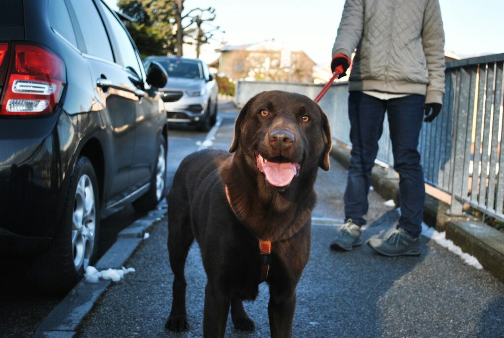 welk riem heeft een Labrador Retriever nodig