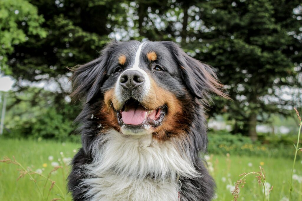 likmat Berner Sennenhond