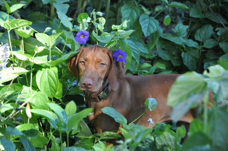 likmat voor een Vizsla