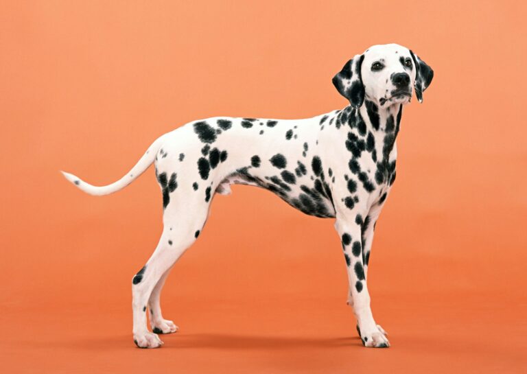 natvoer Dalmatische hond