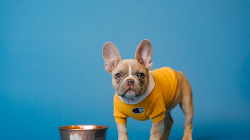 Welk natvoer heeft een Franse Bulldog nodig