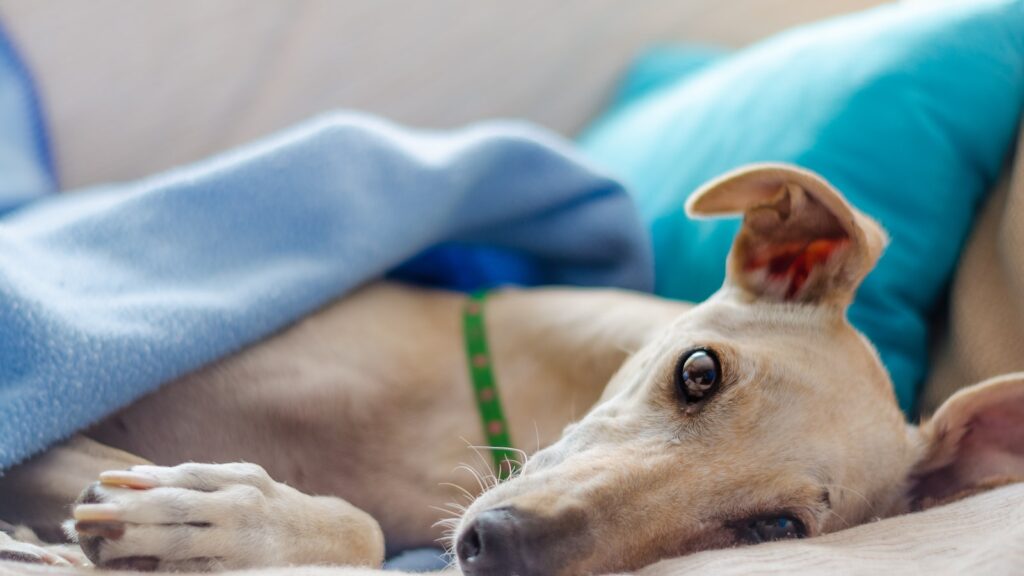 natvoer Greyhound