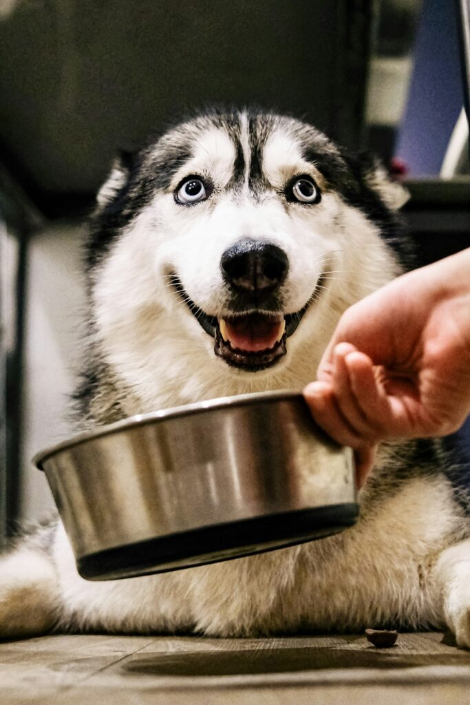 natvoer Siberische Husky