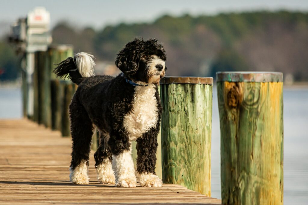 borstel Portugese Waterhond