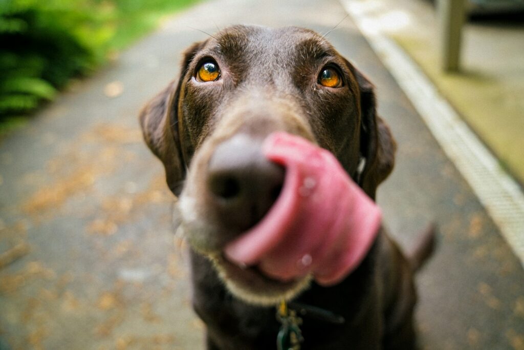 welke geur is rustgevend voor honden
