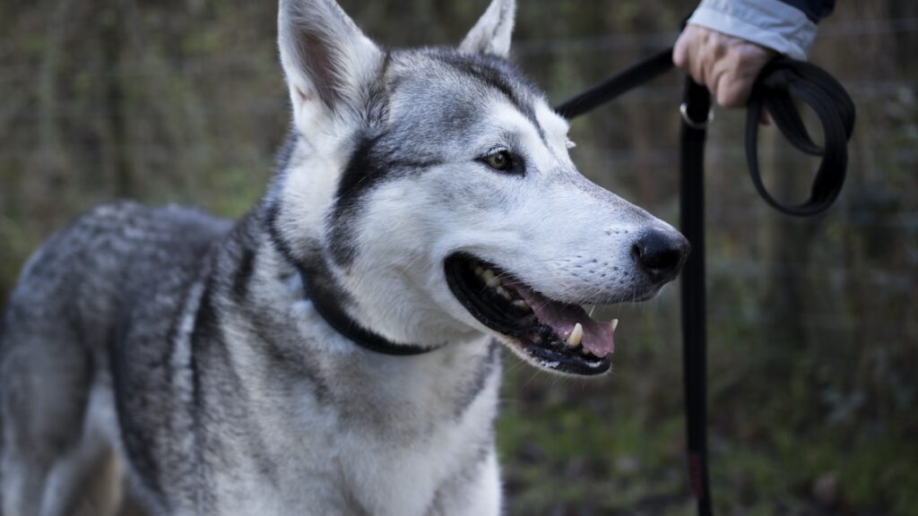 riem Siberische Husky