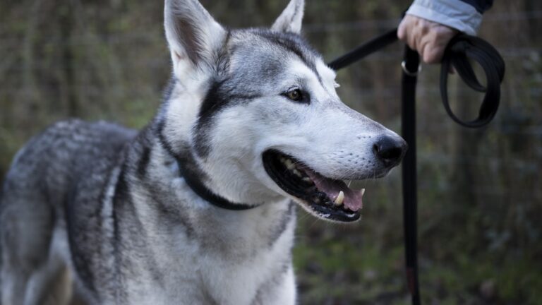 riem Siberische Husky