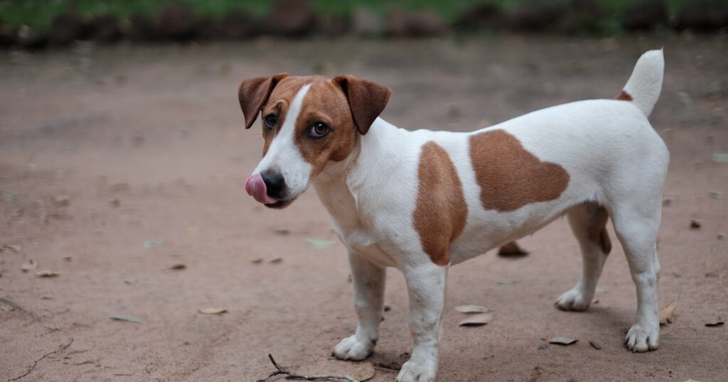 shampoo Jack Russell Terrier