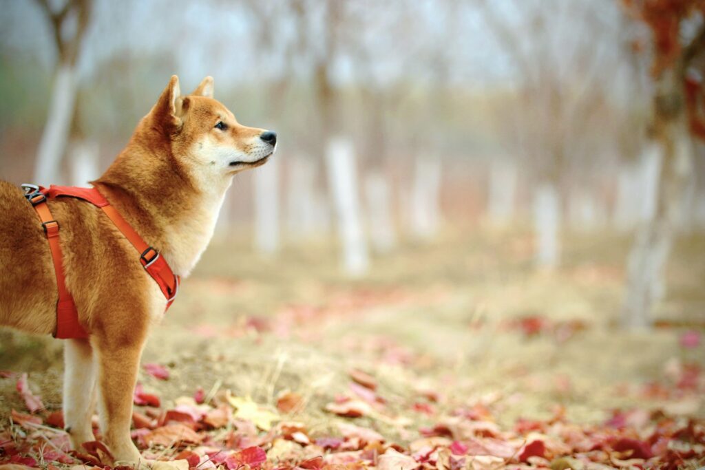 Shiba Inu kauwspeelgoed