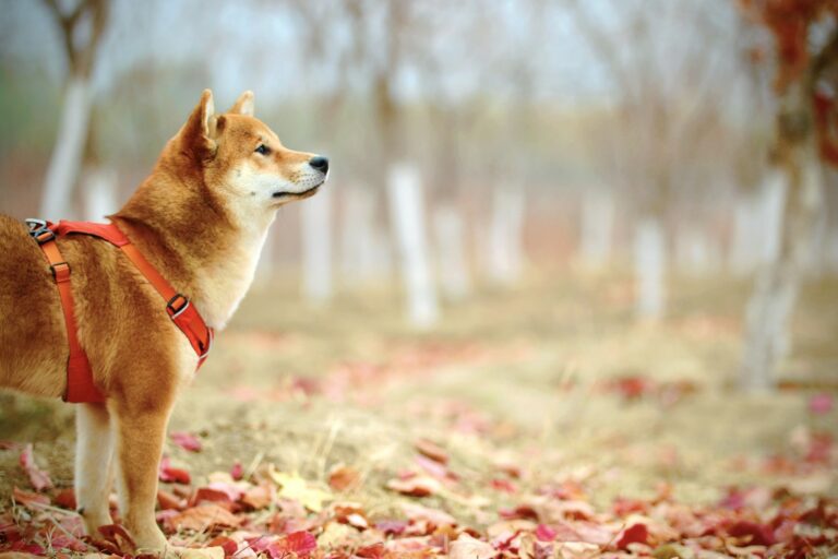 Shiba Inu kauwspeelgoed