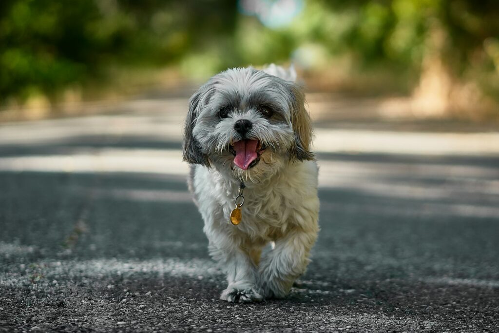 Shih Tzu hondenmand