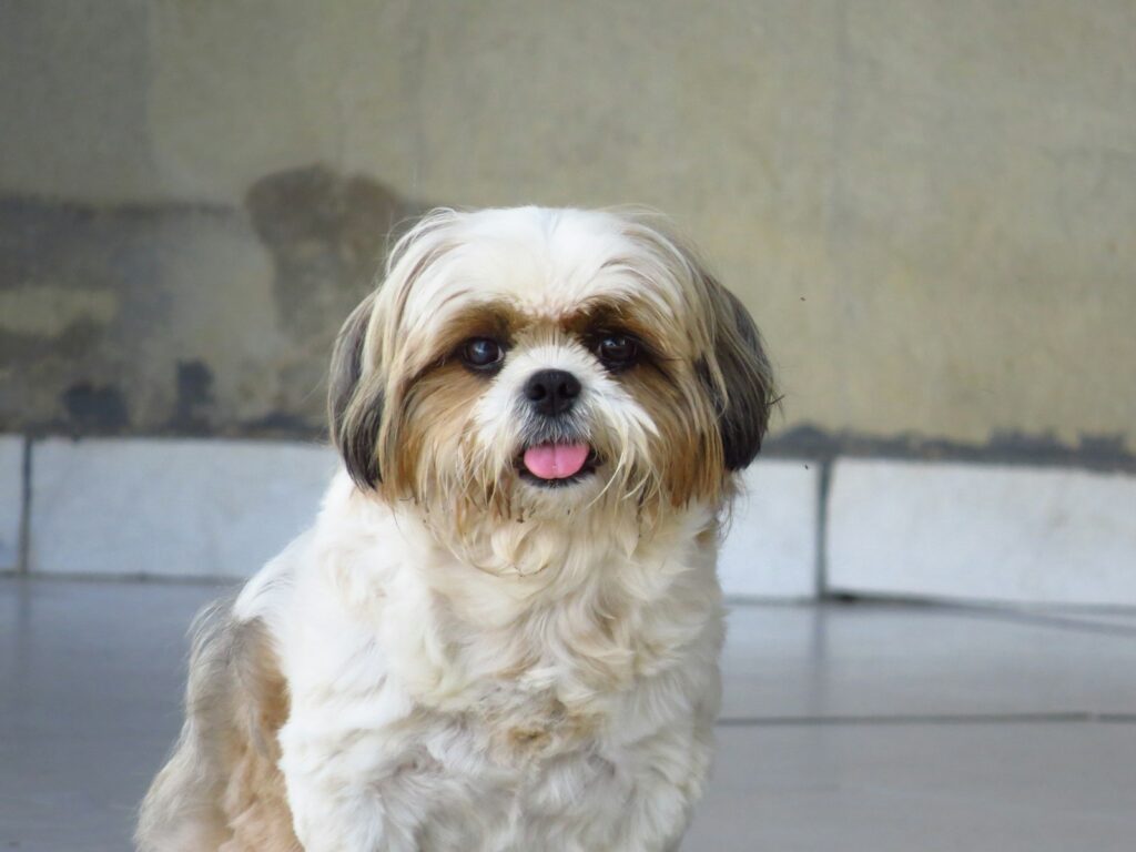 Shih Tzu en slow feeder voerbak