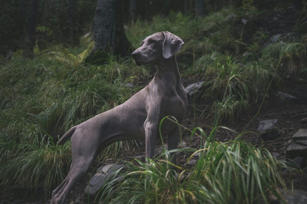 slow feeder voerbak Weimaraner