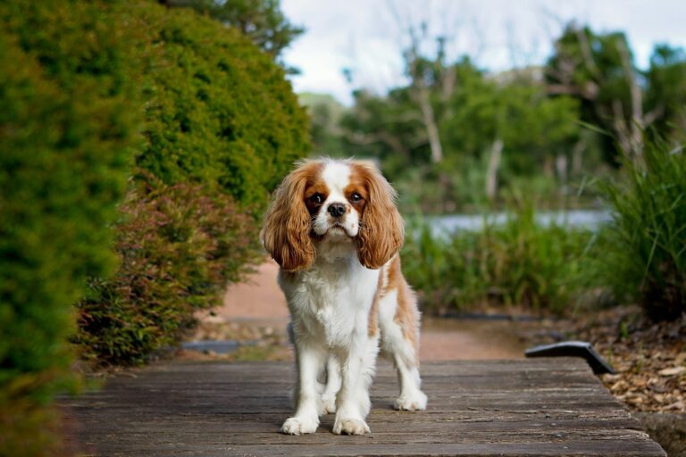 Beste snacks voor een Cavalier King Charles Spaniël