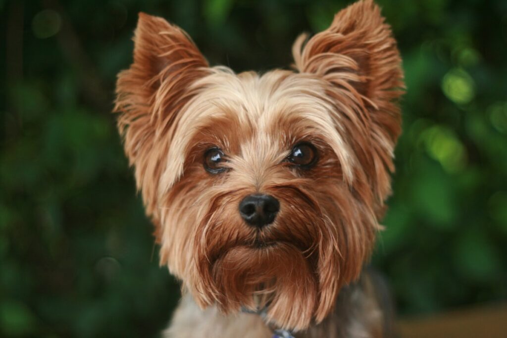 snacks Yorkshire Terrier