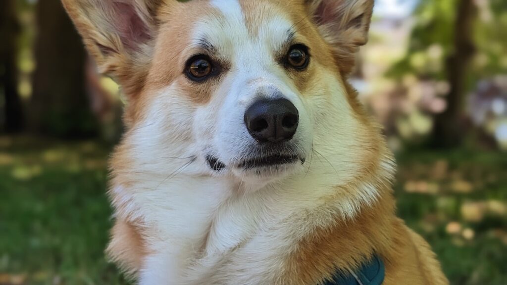 tandverzorging Welsh Corgi
