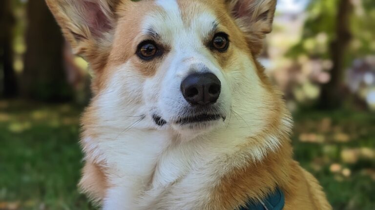 tandverzorging Welsh Corgi